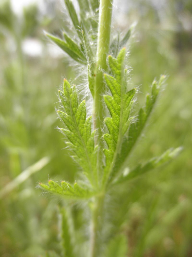 Id della Grecia - Potentilla sp.